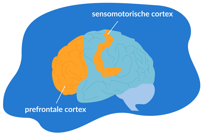 Bepaalde hersengebieden zijn tijdens lucide dromen erg actief